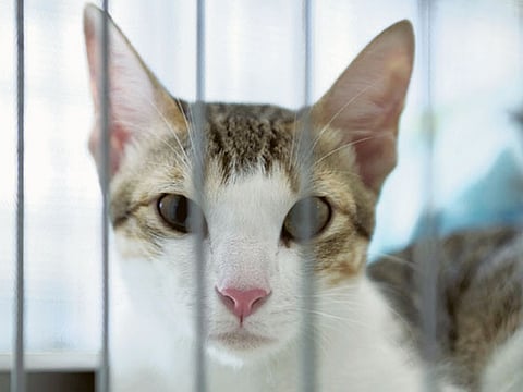 By Ellen Kruijning, Gulf News Reader