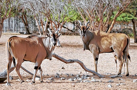 Courtesy: Al Ain Zoo