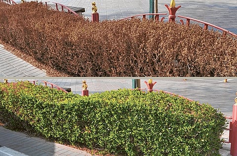 Firdos A. Poonawala/Gulf News Reader