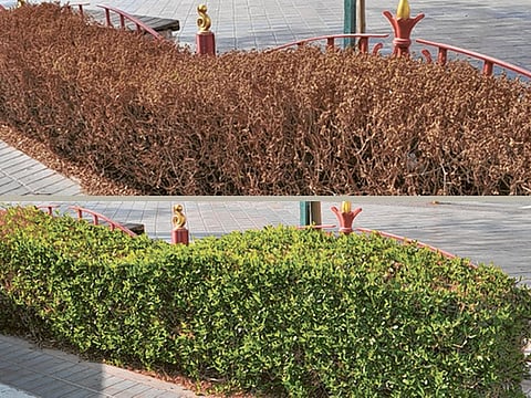 Firdos A. Poonawala/Gulf News Reader