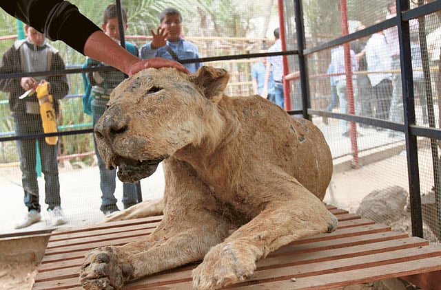 1.1011591-3688050339