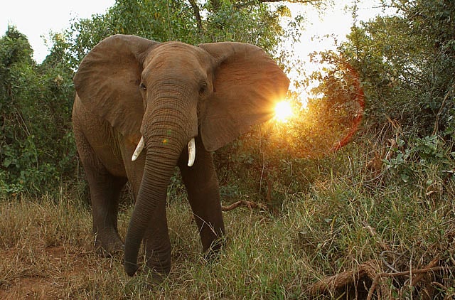 1.1015707-3731829348