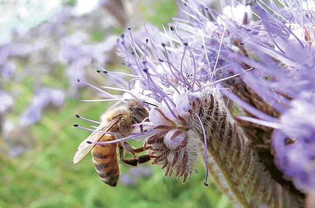 1.1016453-1911226256