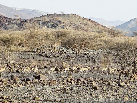 A herd of gazelles in the Al Hafiya nature reserve, part of KalbaEco-tourism 