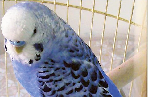 Courtesy: Maria Braganca