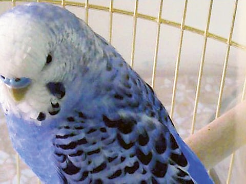 Courtesy: Maria Braganca