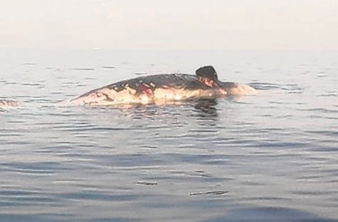 Courtesy: Fujairah fishermen