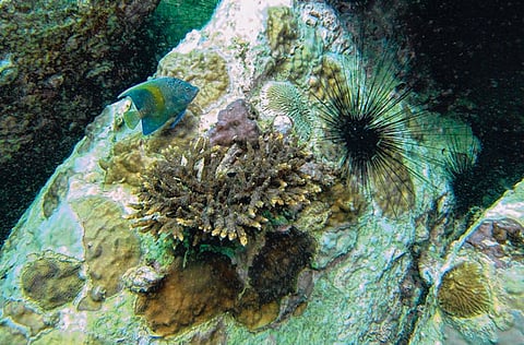 Picture courtesy: EMEG