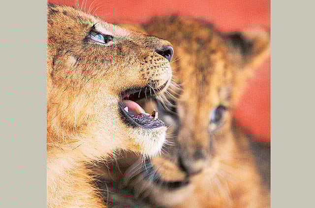 1.1036761-2407624176