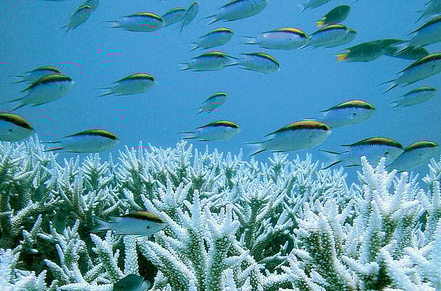 1.1083939-1299181079