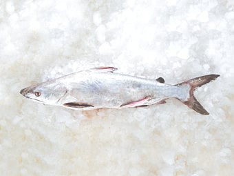 EWS Not in danger of overfishing