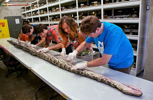 1.1061780-4208757486