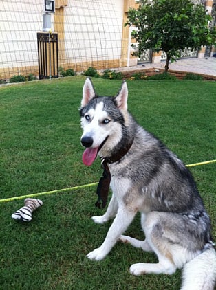 Dognapped in Mirdif