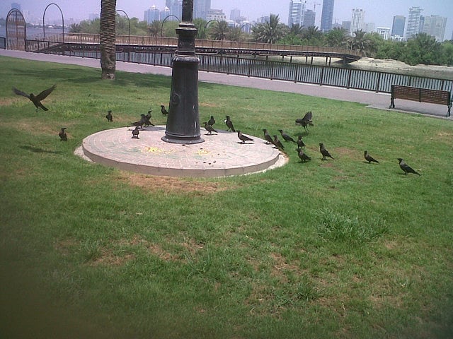 1.1066262-2022544725