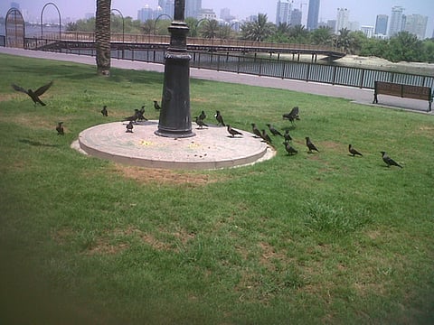 Ensuring the UAE’s birds have enough water to survive a top priority