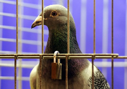 Training pigeons is a traditional pastime in China, and racing the birds is a popular sport.