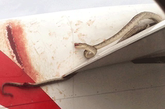 1.1130797-3925674217