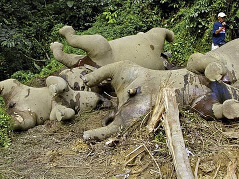Six elephants shot dead by poachers in ‘revenge attack’ in Kenya
