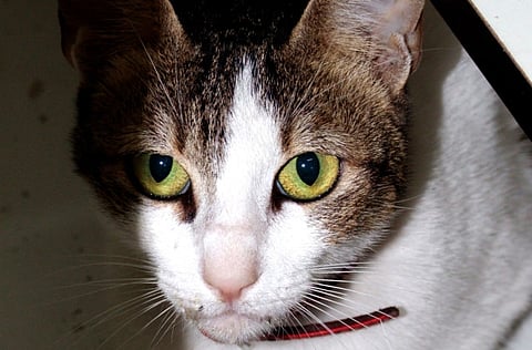 Found - female cat wearing red collar