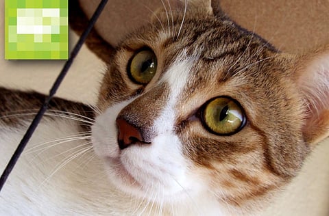 Owner’s allergies soon to leave Pookie homeless