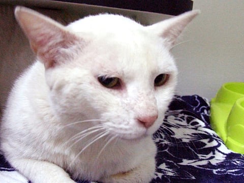 These cats are in urgent need of a home