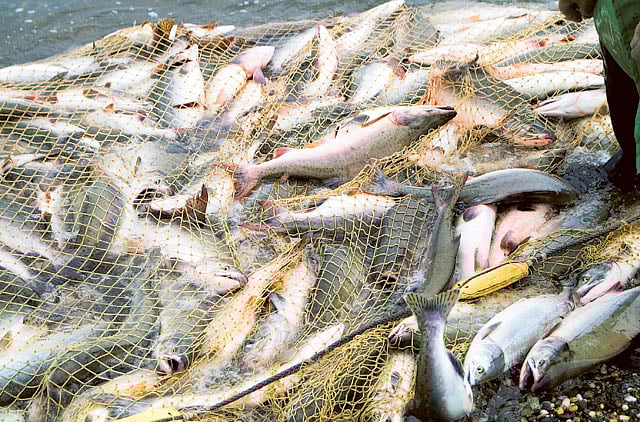 1.1246145-4141550206