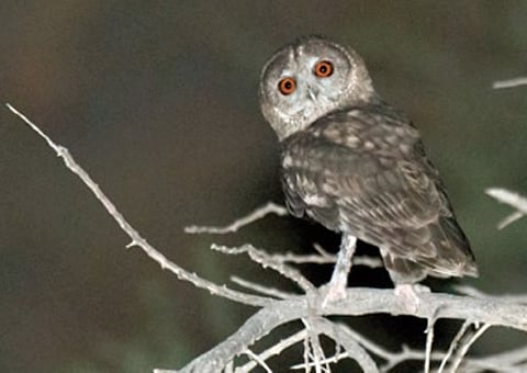 New breed of owl discovered in Oman