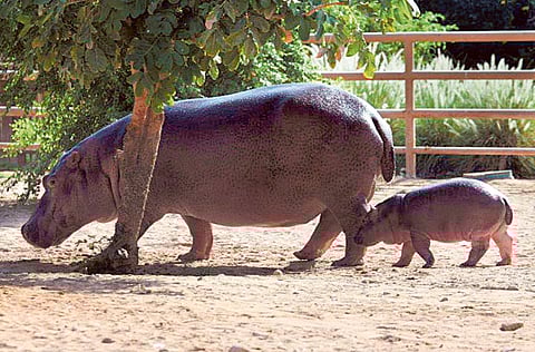 Courtesy: Al Ain Zoo