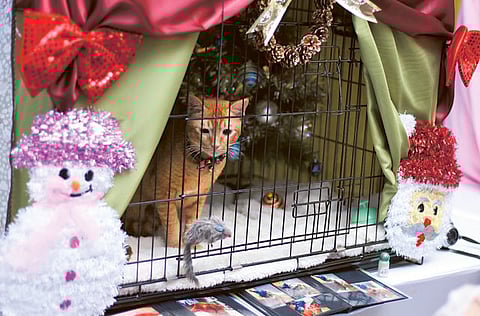 Clint Egbert/Gulf News