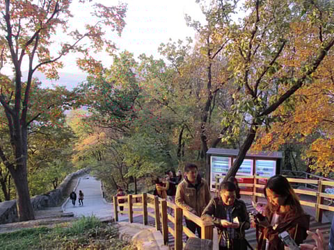 Leaves in various shades of green, purple, orange and yellow in autumn 