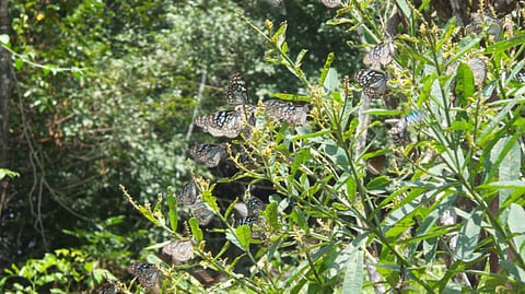 The butterfly effect