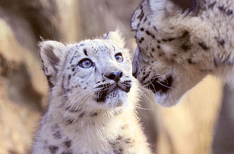 Courtesy: Snow Leopard Foundation