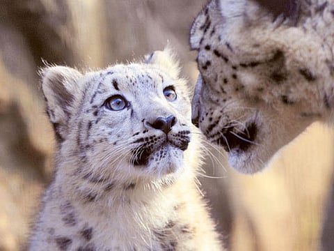 Courtesy: Snow Leopard Foundation