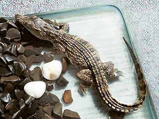 Another crocodile sale points to exotic underground pet market