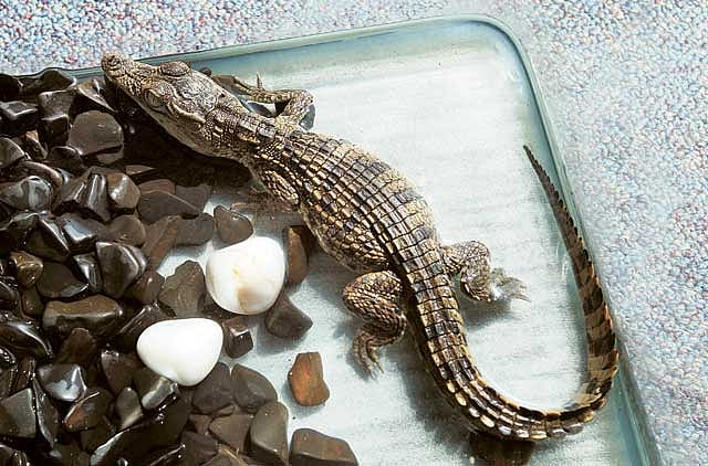 1.1266255-2663715543