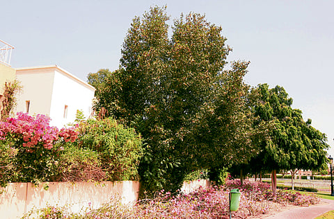 Gulf News Archives/Pankaj Sharma