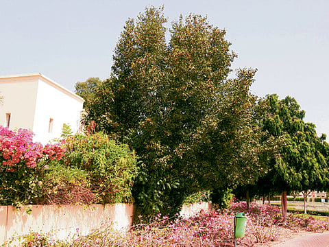 Gulf News Archives/Pankaj Sharma