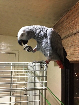 1.1150514-3898199277