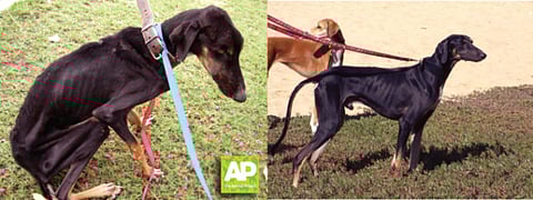 Saluki on the road to recovery