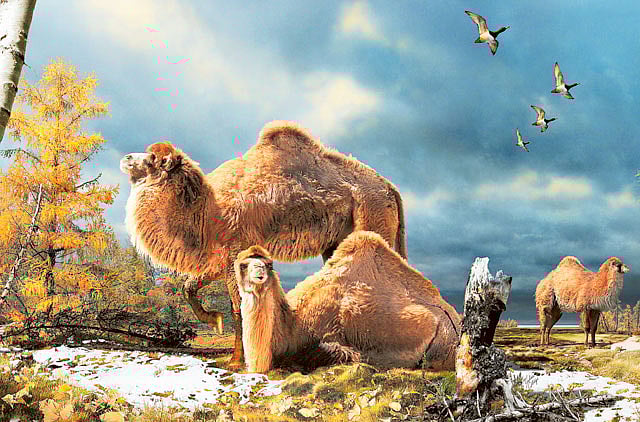 1.1154661-3768187409