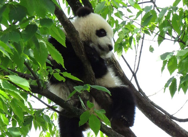 1.1173681-3864578547