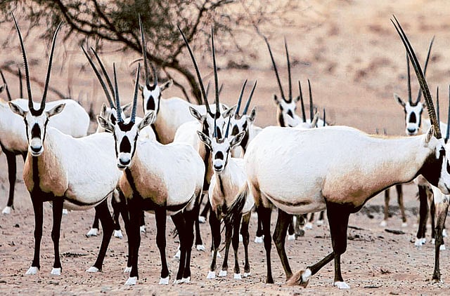 1.1168440-1327358667