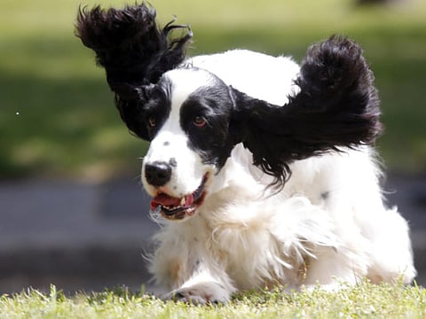 Dogs ‘able to smell prostate cancer’