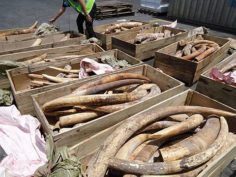 We all have a role to play in ending the ivory trade