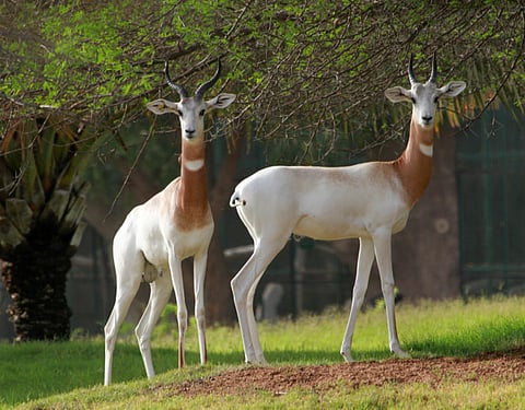 Sankha Kar/Gulf News