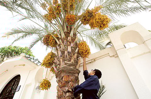 Abdul Rahman/Gulf News