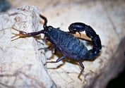 Arabian fat-tailed scorpion by Nicky Sanchez