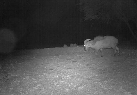 COURTESY:Environment Agency -Abu Dhabi