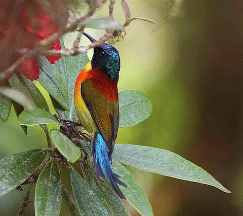 Bird keeps Palestine name despite campaign