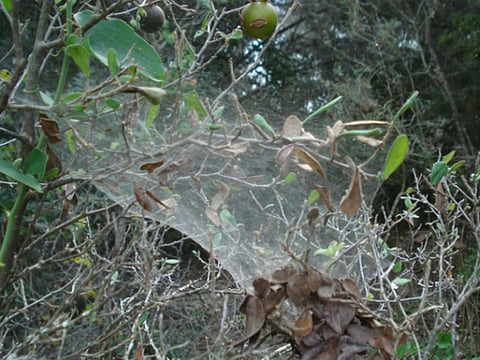 Even among spiders, nice guys finish last